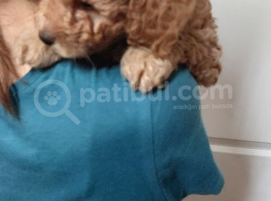 Doktordan Apricot Bal Köpüğü Ilk Bebek Dişi Poodle Yavrusu görsel