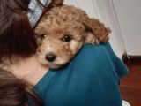 Doktordan Apricot Bal Köpüğü Ilk Bebek Dişi Poodle Yavrusu