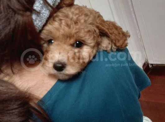 Doktordan Apricot Bal Köpüğü Ilk Bebek Dişi Poodle Yavrusu görsel
