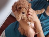 Doktordan Apricot Bal Köpüğü Ilk Bebek Dişi Poodle Yavrusu