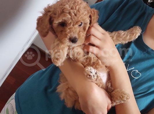 Doktordan Apricot Bal Köpüğü Ilk Bebek Dişi Poodle Yavrusu