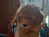 Mükemmel Değişik Renklerde Toy Poodle Yavrulari
