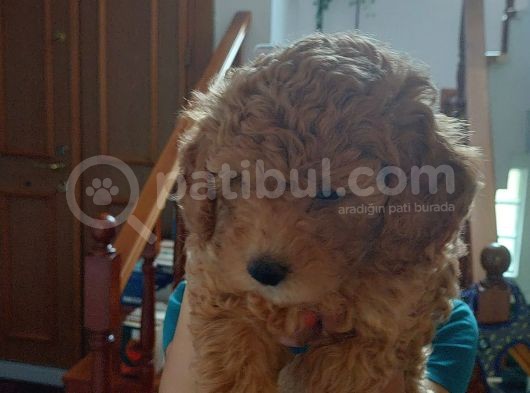 Mükemmel Değişik Renklerde Toy Poodle Yavrulari görsel