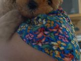 Mükemmel Değişik Renklerde Toy Poodle Yavrulari