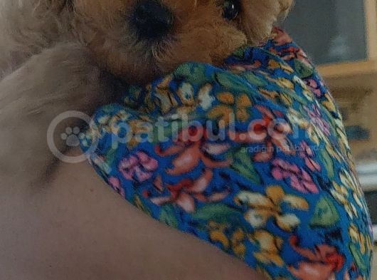 Mükemmel Değişik Renklerde Toy Poodle Yavrulari görsel