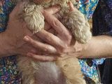 Mükemmel Değişik Renklerde Toy Poodle Yavrulari