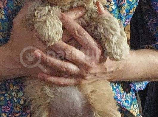 Mükemmel Değişik Renklerde Toy Poodle Yavrulari görsel