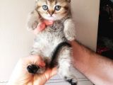 Izmir British Shorthair Golden Point