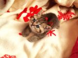 Izmir British Shorthair Golden Point
