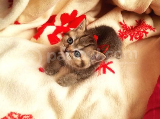 Izmir British Shorthair Golden Point