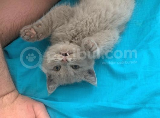 Oyuncu Bri̇ti̇sh Shorthai̇r Yavru Erkek görsel