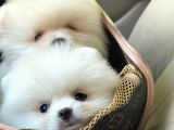 Dişi ve Erkek Pomeranian Boo Yavrularımız