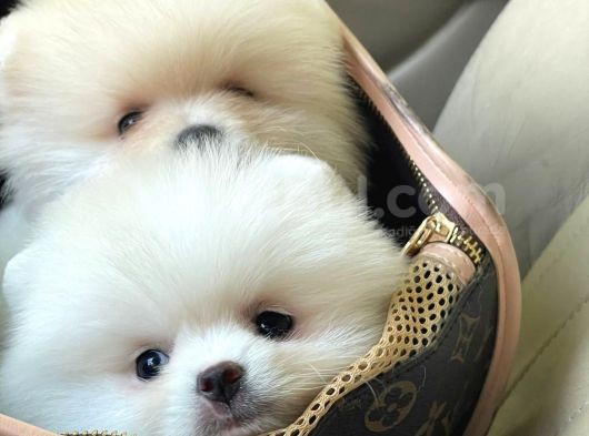 Dişi Ve Erkek Pomeranian Boo Yavrularımız