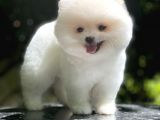 Dişi Ve Erkek Pomeranian Boo Yavrularımız