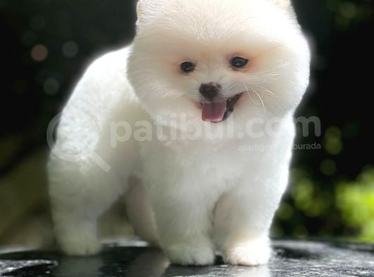 Dişi Ve Erkek Pomeranian Boo Yavrularımız görsel