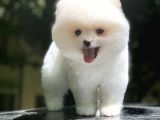 Dişi Ve Erkek Pomeranian Boo Yavrularımız