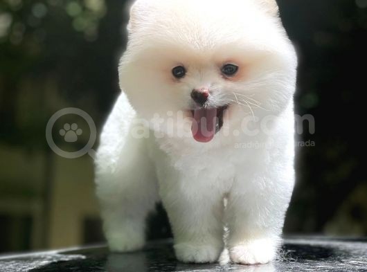 Dişi Ve Erkek Pomeranian Boo Yavrularımız görsel