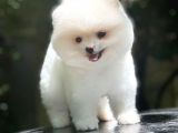 Dişi Ve Erkek Pomeranian Boo Yavrularımız
