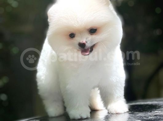 Dişi Ve Erkek Pomeranian Boo Yavrularımız görsel