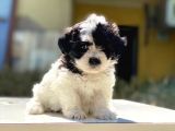 Morkie Yavrularımız Gelmiştir