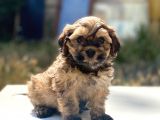 Morkie Yavrularımız Gelmiştir