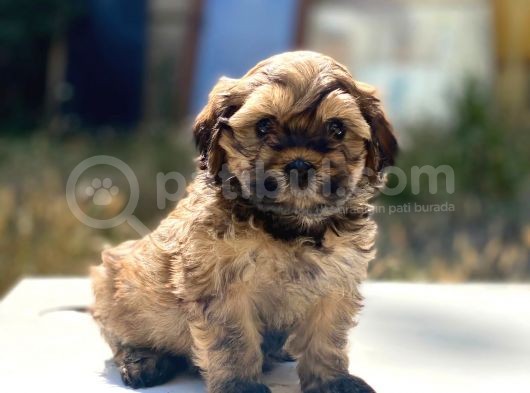 Morkie Yavrularımız Gelmiştir görsel