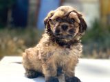 Morkie Yavrularımız Gelmiştir