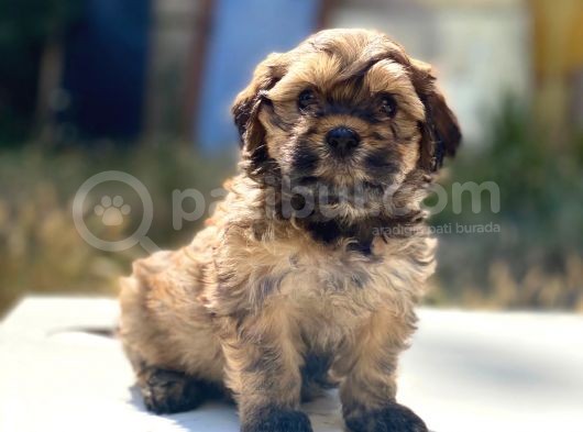 Morkie Yavrularımız Gelmiştir görsel