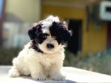 Morkie Yavrularımız Gelmiştir