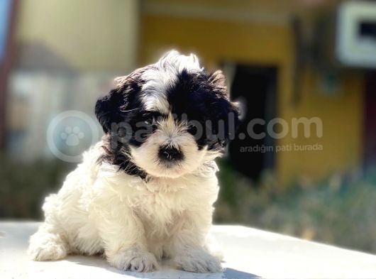 Morkie Yavrularımız Gelmiştir görsel