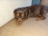 Dachshund