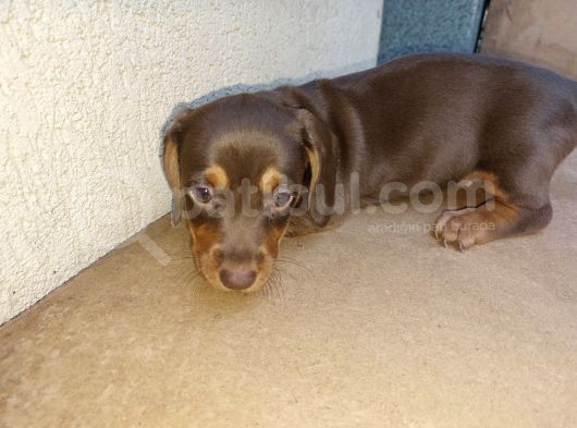 Dachshund
