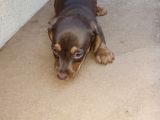 Dachshund