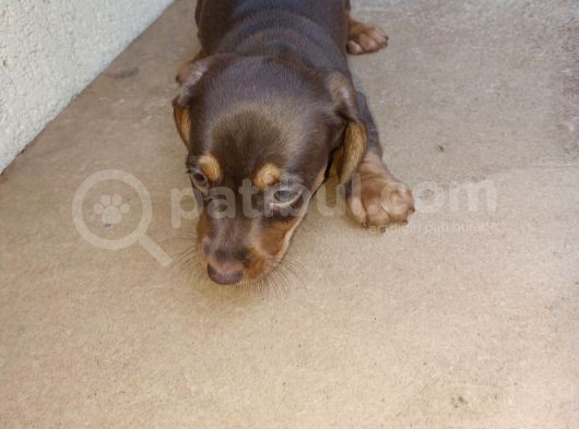 Dachshund görsel