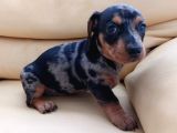 Dachshund