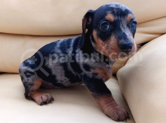 Dachshund görsel