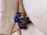 Muhteşem Dachshund Bebekler