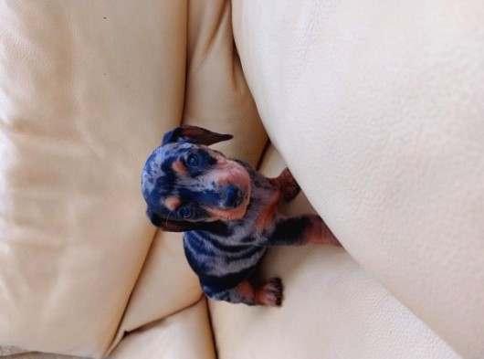 Muhteşem Dachshund Bebekler görsel