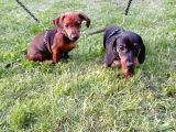 Muhteşem Dachshund Bebekler