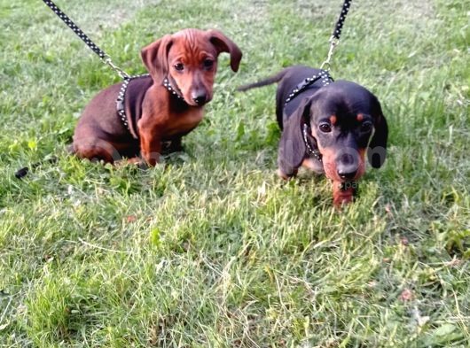 Muhteşem Dachshund Bebekler görsel