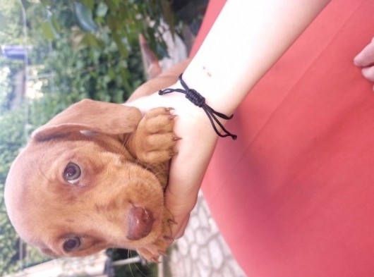 Muhteşem Dachshund Bebekler