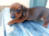 Muhteşem Dachshund Bebekler