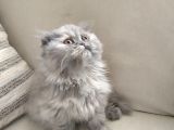 Scottish Fold Uzun Tüylü Kızımız
