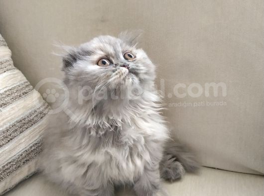 Scottish Fold Uzun Tüylü Kızımız görsel