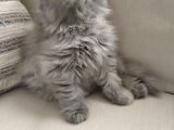 Scottish Fold Uzun Tüylü Kızımız