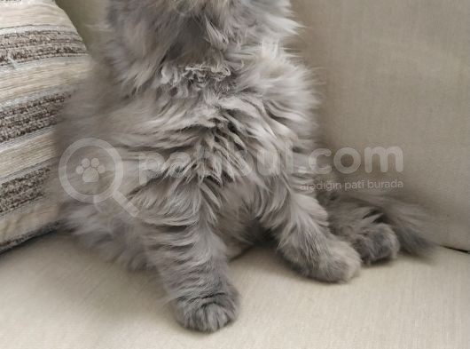 Scottish Fold Uzun Tüylü Kızımız görsel