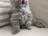 Scottish Fold Uzun Tüylü Kızımız
