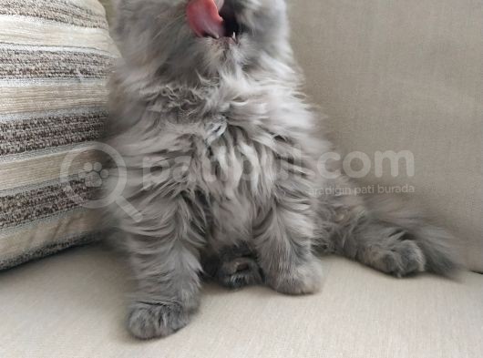 Scottish Fold Uzun Tüylü Kızımız görsel