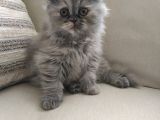 Scottish Fold Uzun Tüylü Kızımız