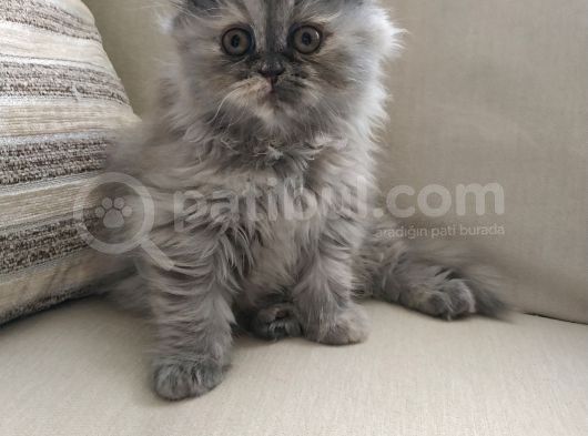 Scottish Fold Uzun Tüylü Kızımız görsel